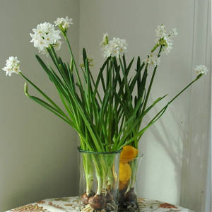 http://containergardening.about.com/od/containersyearround/ss/Paperwhites.htm